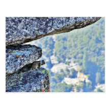Flying Squirrels In Yosemite Postcard