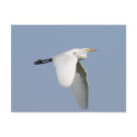 Flying stork Postcard