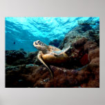 Flying Turtle Poster
