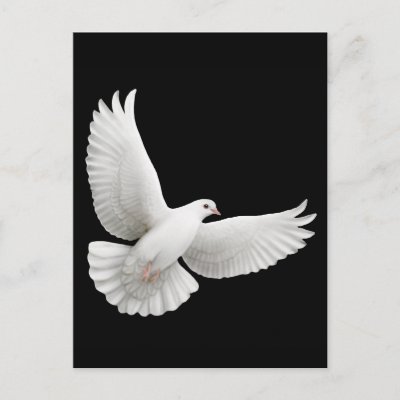 Flying White Dove Postcard by twopurringcats