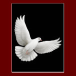Flying White Dove Postcard postcards