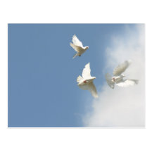 Flying white doves post card