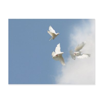 Flying white doves post card