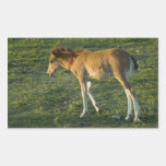 Foal (10) stickers
