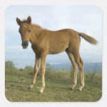 Foal (2) stickers