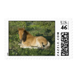 Foal (6) Postage Stamps