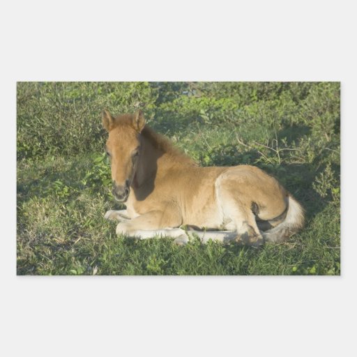 Foal (6) rectangular sticker