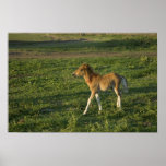 Foal (8) Poster