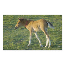 Foal (9) sticker
