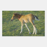 Foal (9) sticker