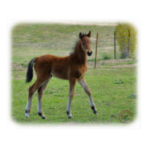 Foal 9P030D-197 posters by TraffordPhotos Foal 9P030D-197 posters