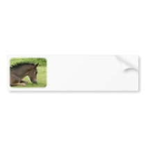 Foal 9Y413D-065 bumper stickers
