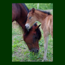 Foal and mother - poster posters