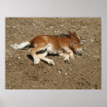 Foal - baby horse posters