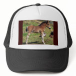 Foal black Hat