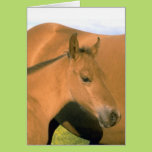 Foal Greeting Card