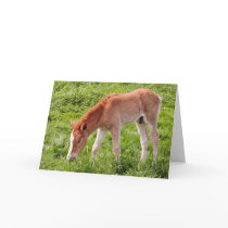 Foal cards