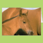 Foal Card