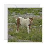 Foal Invite
