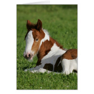 Foal Laying in Grass Greeting Card
