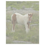Foal Custom Letterhead