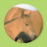 Foal Fridge Magnet