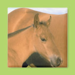 Foal Refrigerator Magnets