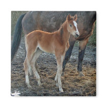 Foal magnet by Thorninger Foal magnet