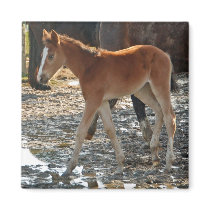 Foal magnet by Thorninger Foal magnet