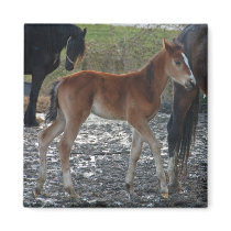 Foal magnet by Thorninger Foal magnet
