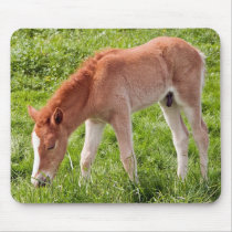 Foal mousepads