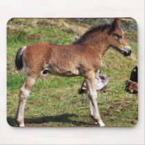 Foal mousepad mousepads
