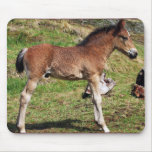 Foal mousepad