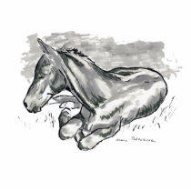 Foal Photo Cut Out