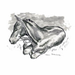 Foal Photo Cut Out