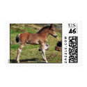 foal postage postage