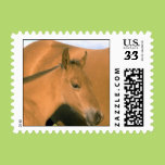 Foal Stamps
