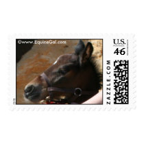 Foal Postage postage