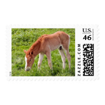 Foal stamps