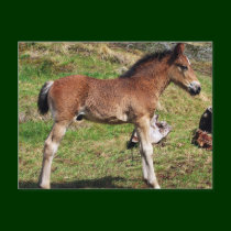 Foal postcard