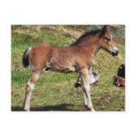 Foal postcard