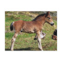 Foal postcard