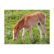 Foal postcards