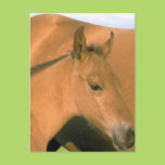 Foal Post Cards