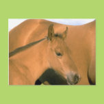 Foal Post Cards