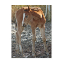 Foal postcard