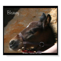 Foal Poster posters by EquineGal Foal Poster posters