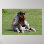 Foal posters