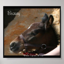 Foal Poster