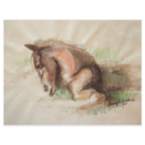 Foal Relaxing flyers